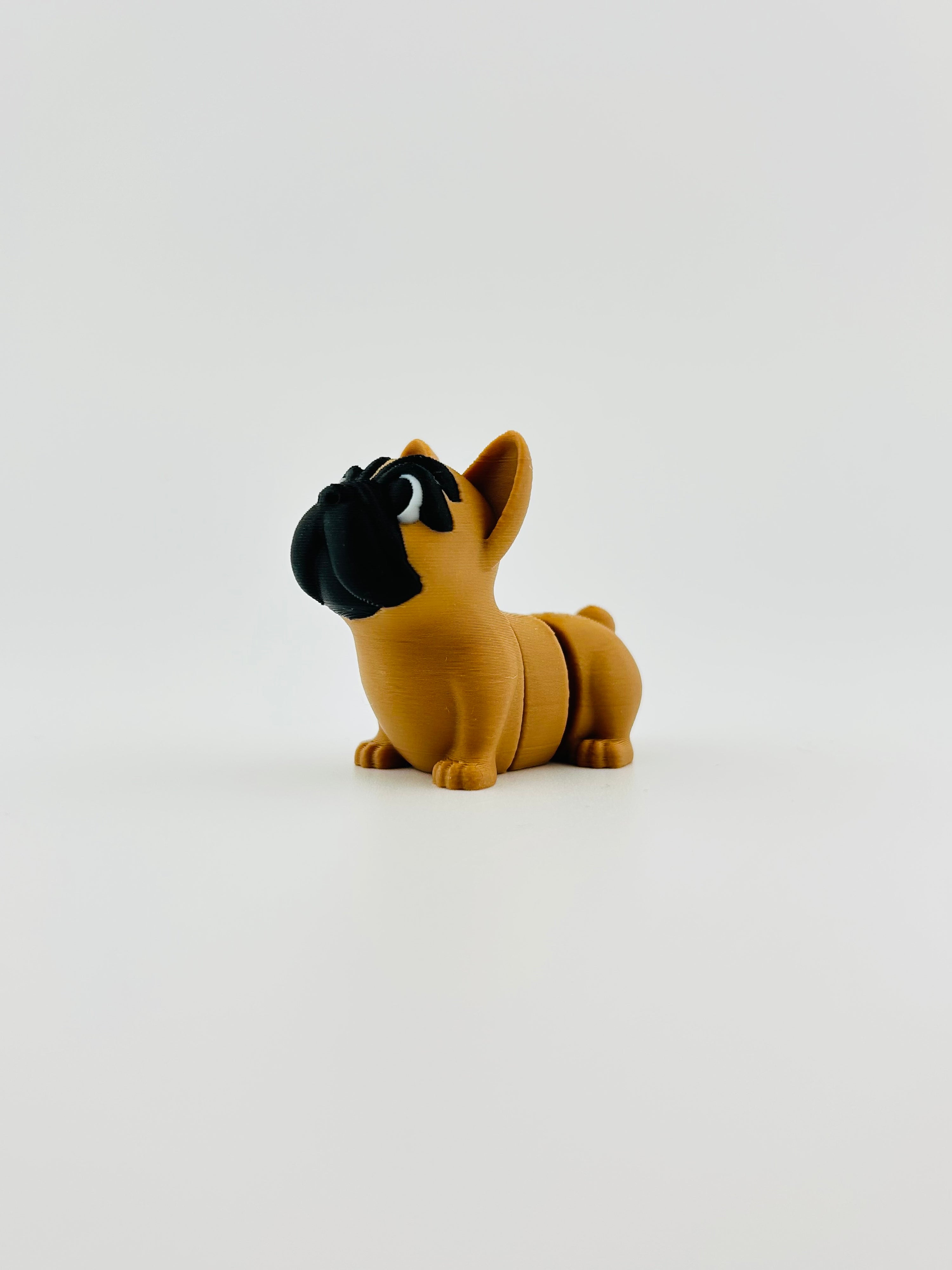 French Bull Dog