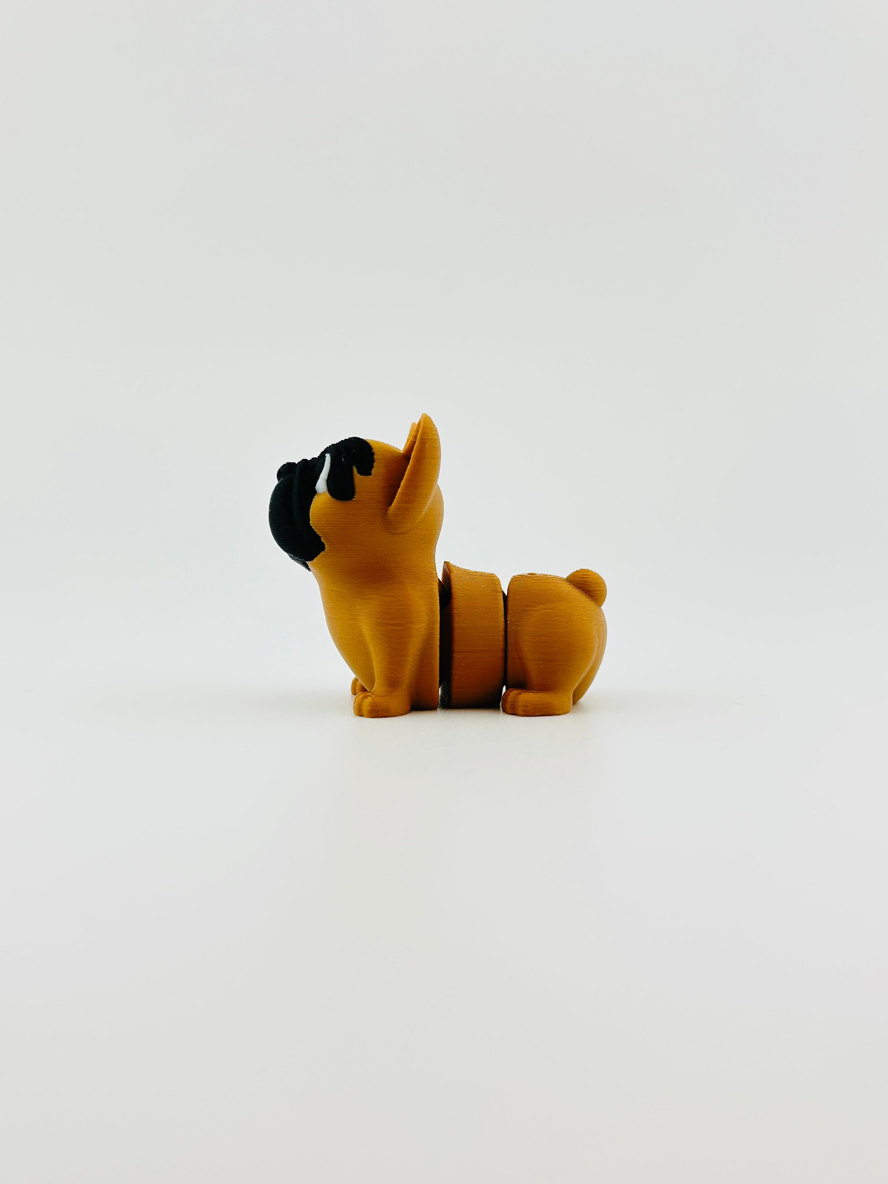 French Bull Dog