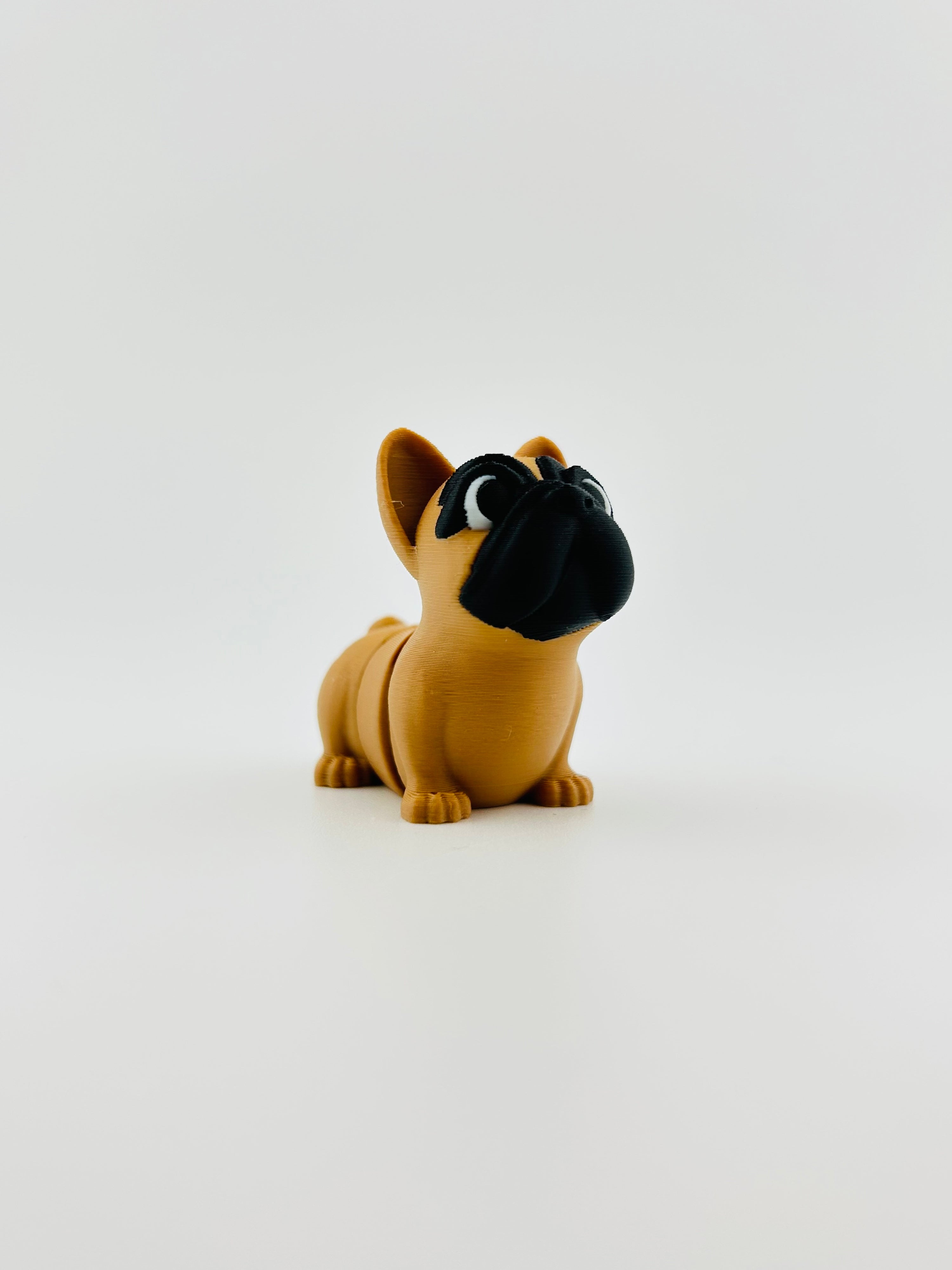 French Bull Dog