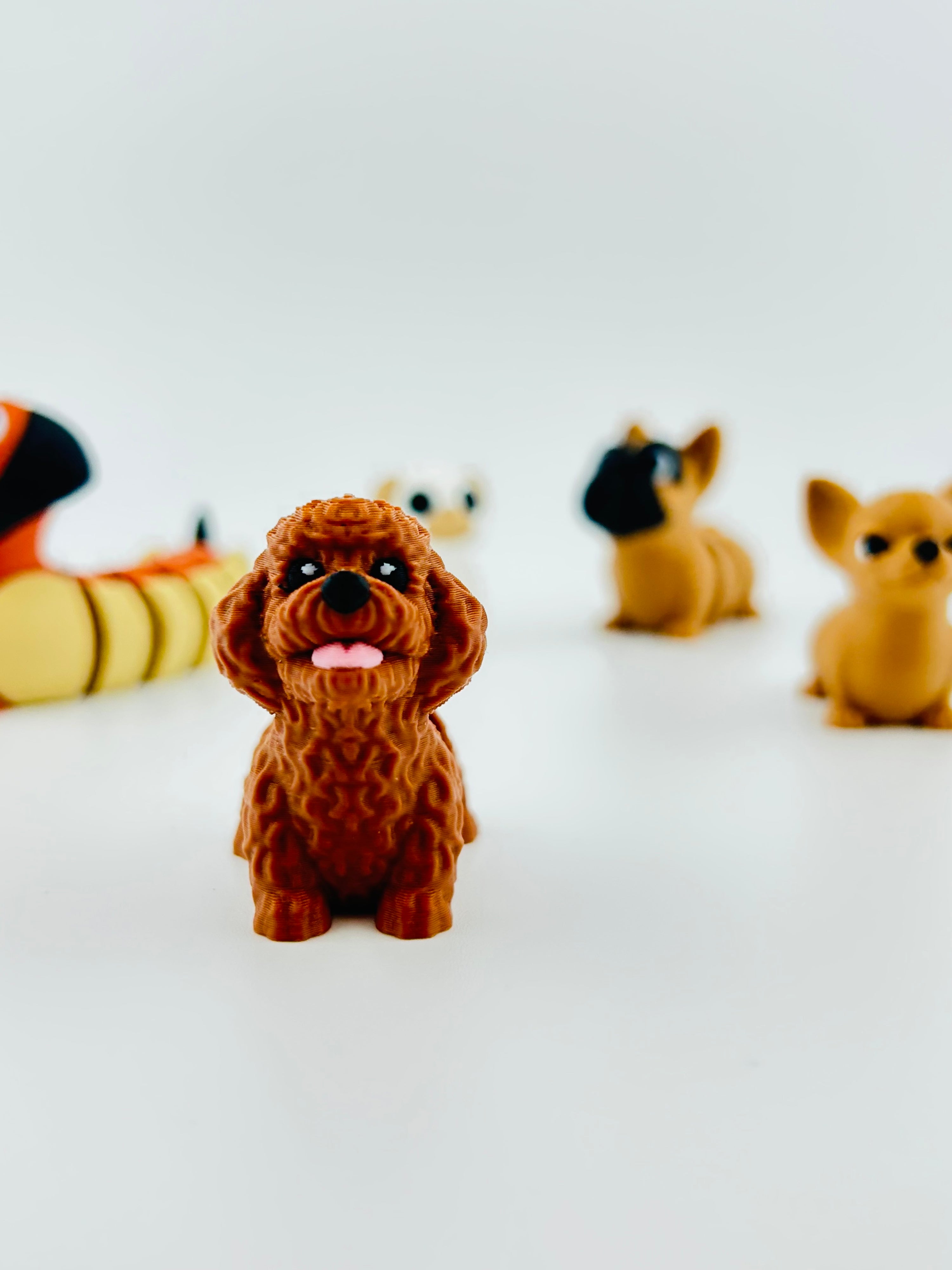 Poodle