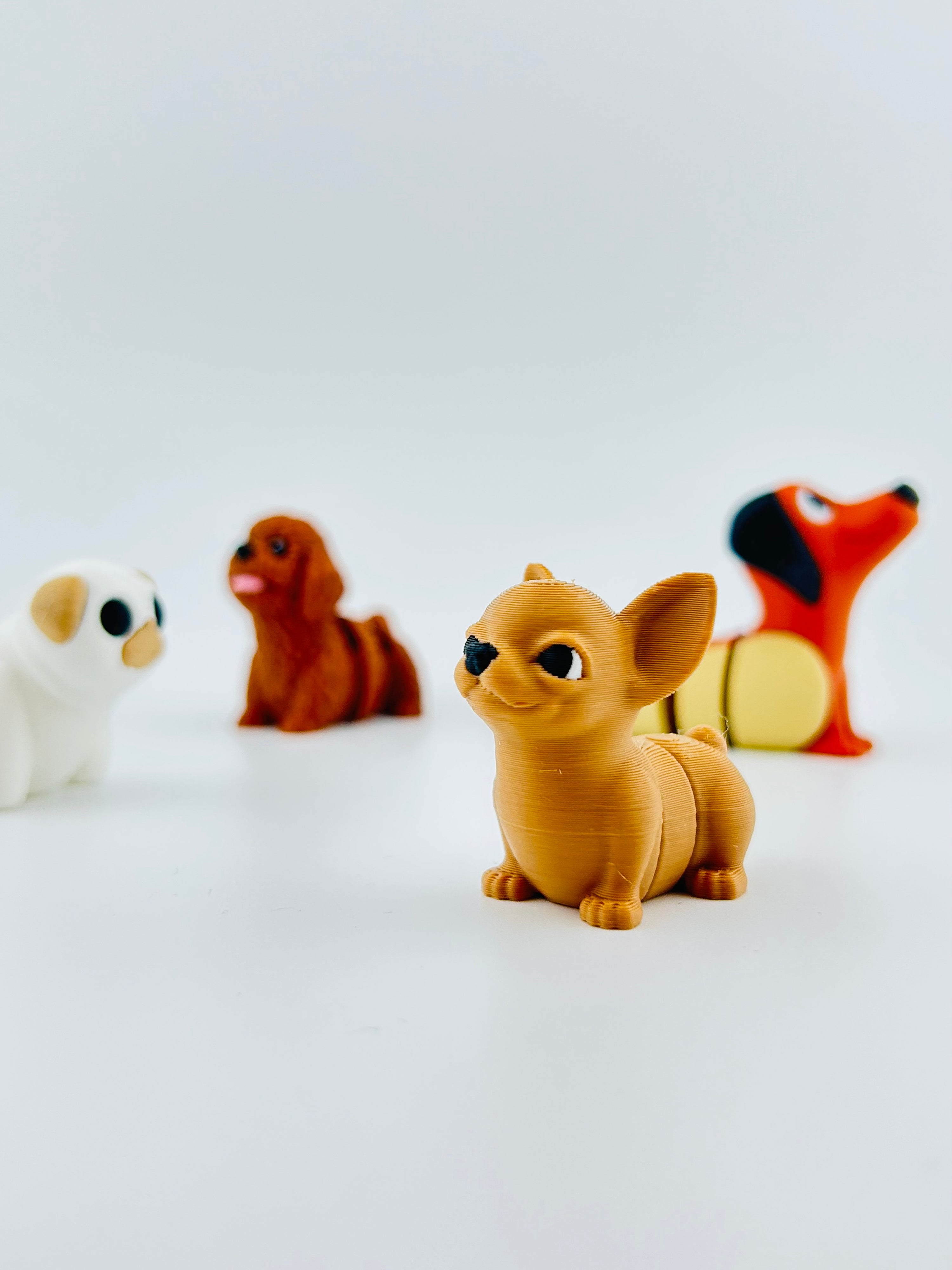 Chihuahua