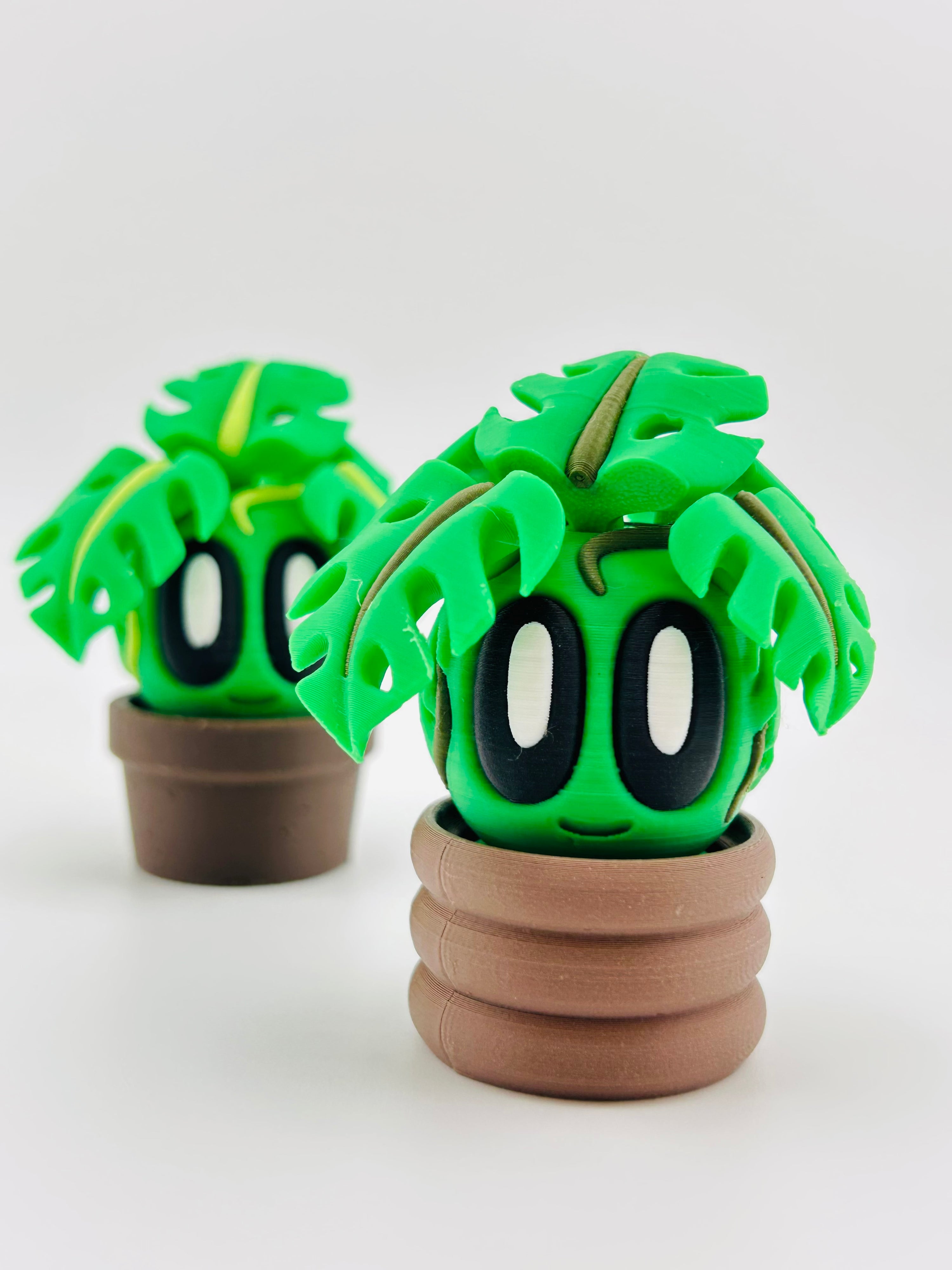 Monstera
