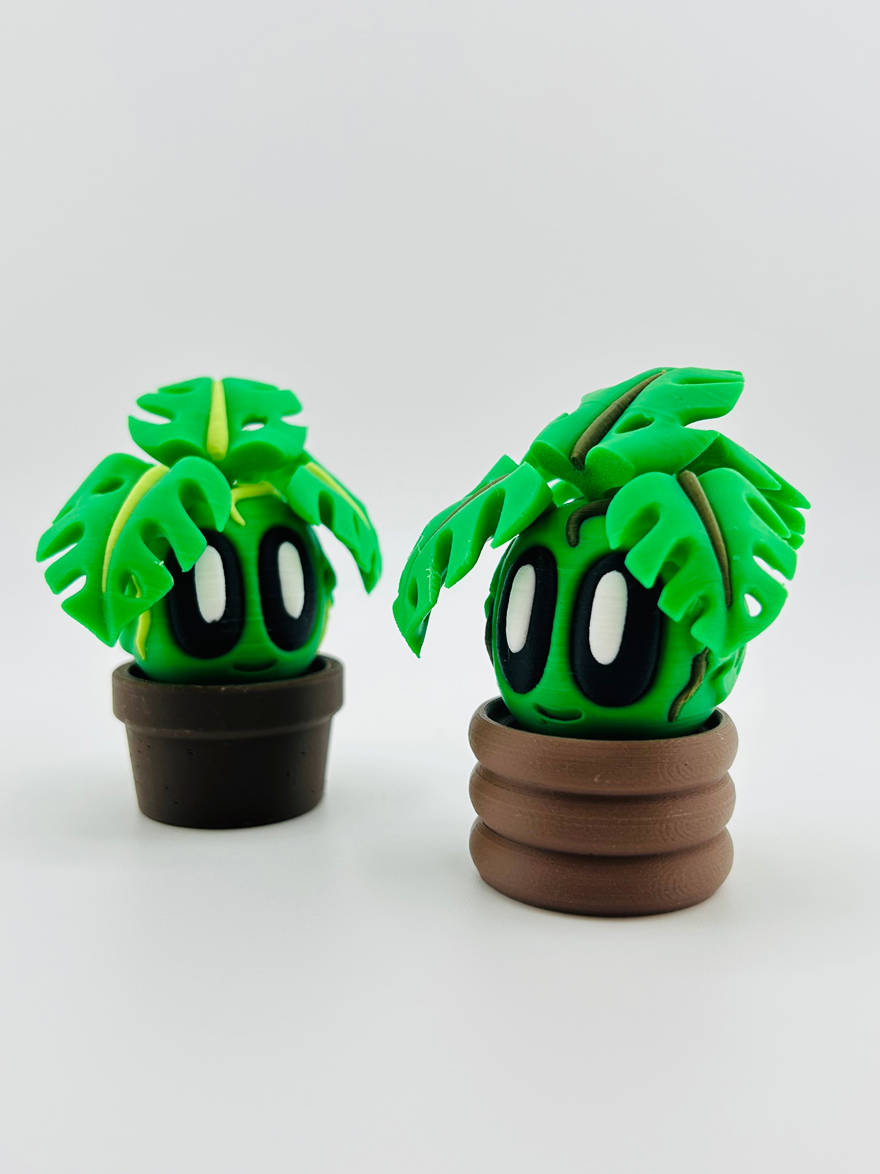 Monstera