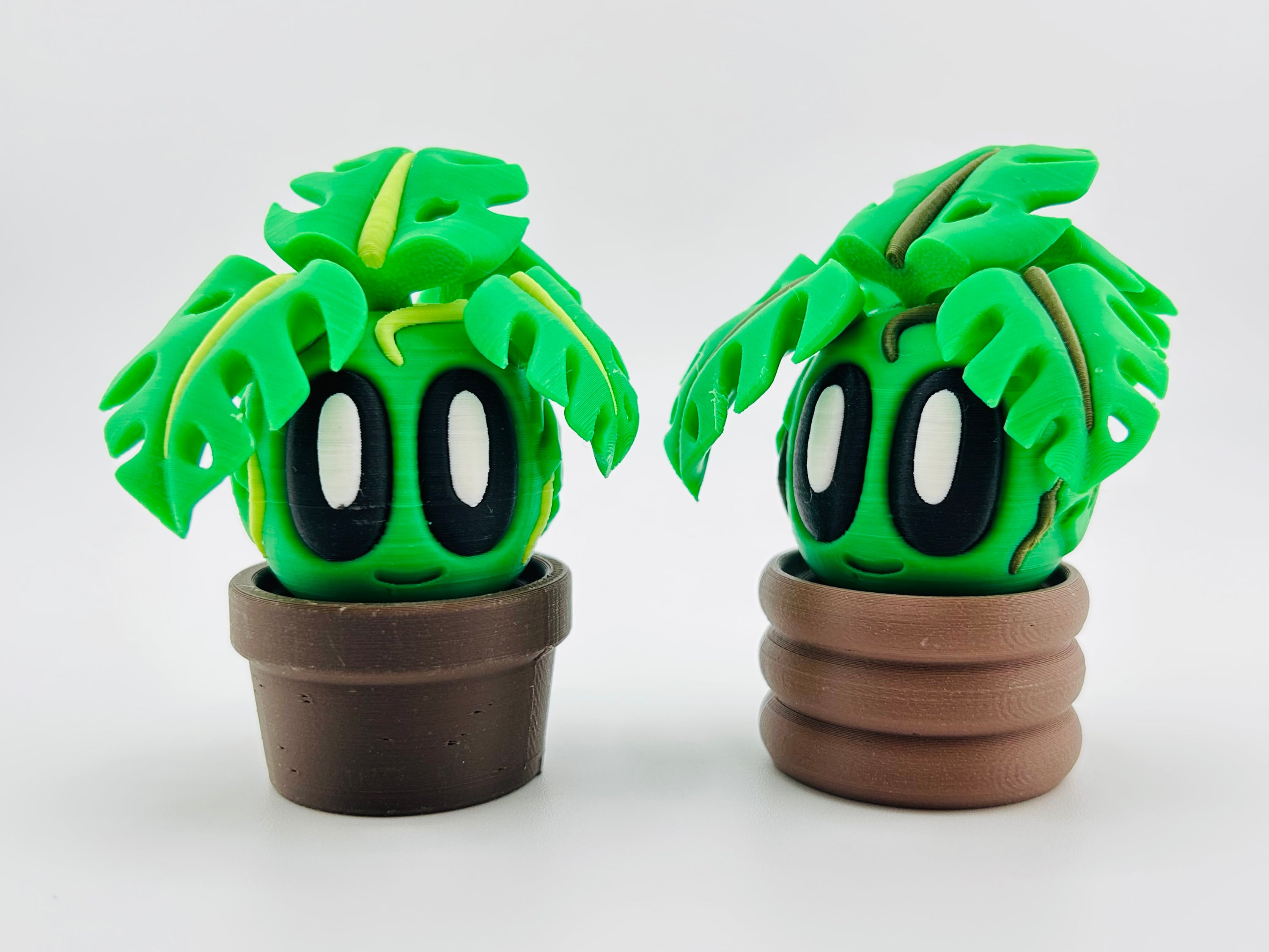 Monstera