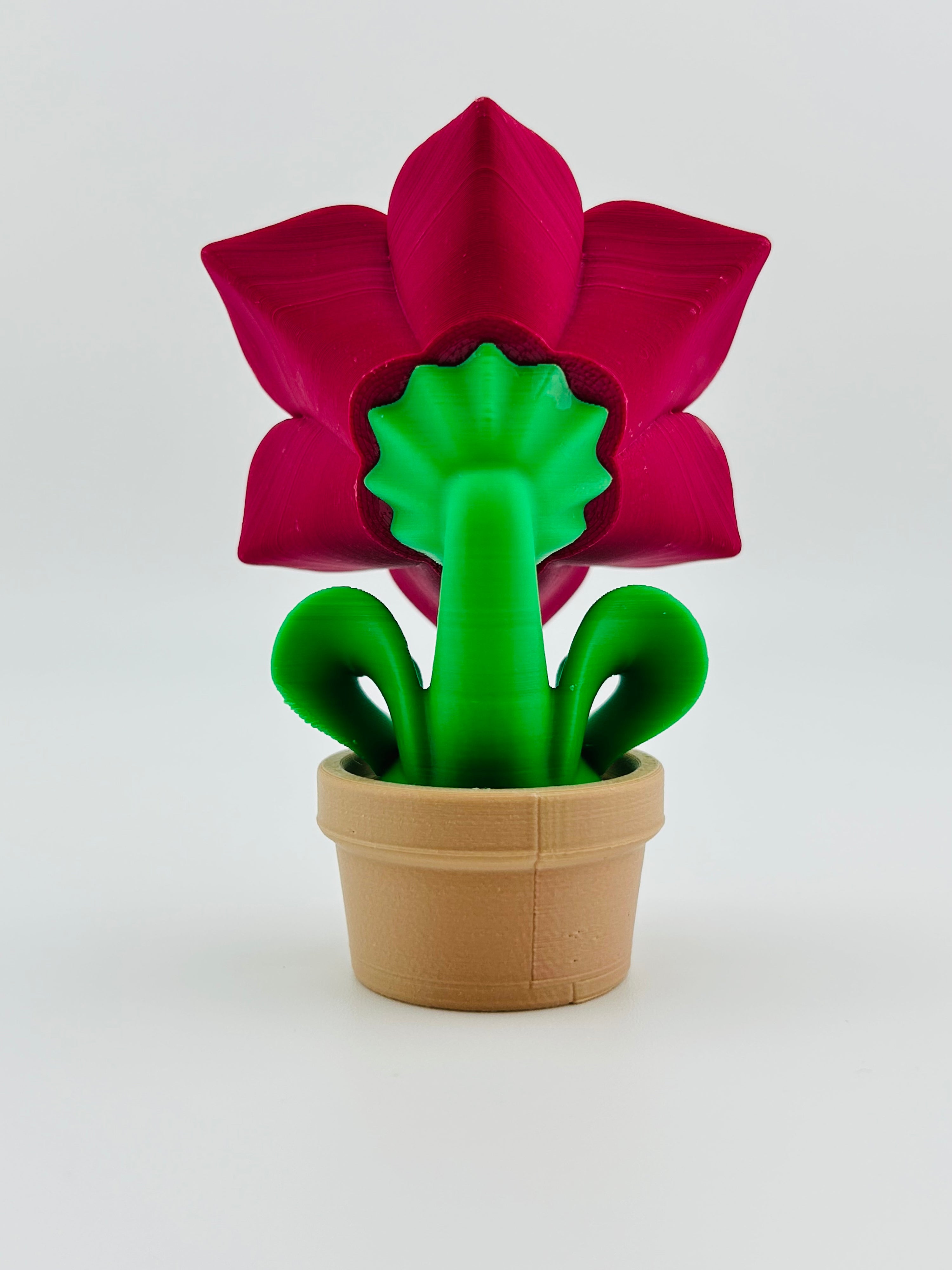 Pink Lily