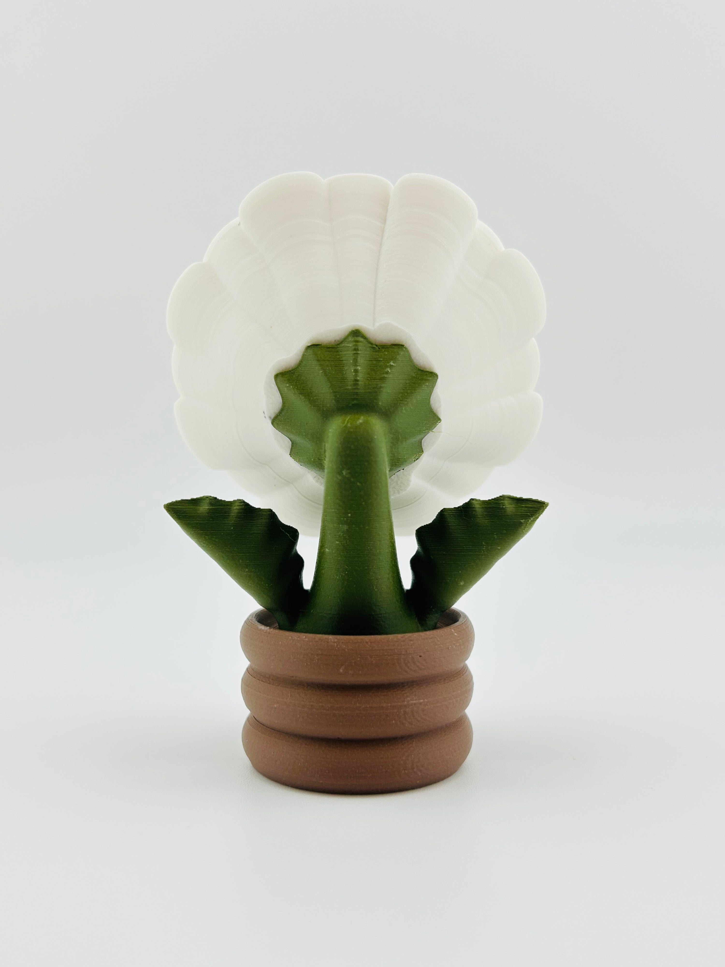 White Daisy