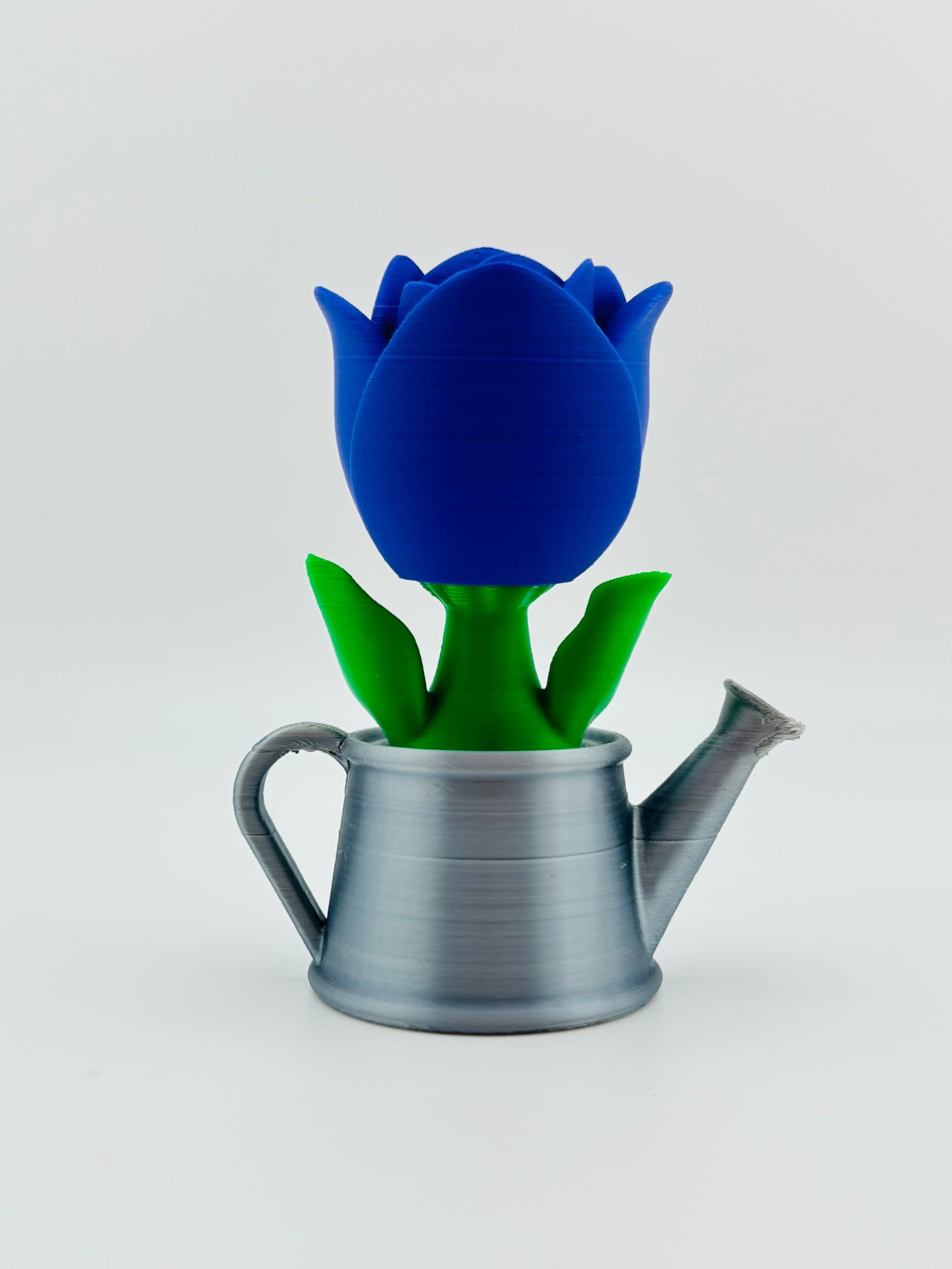 Purple Tulip