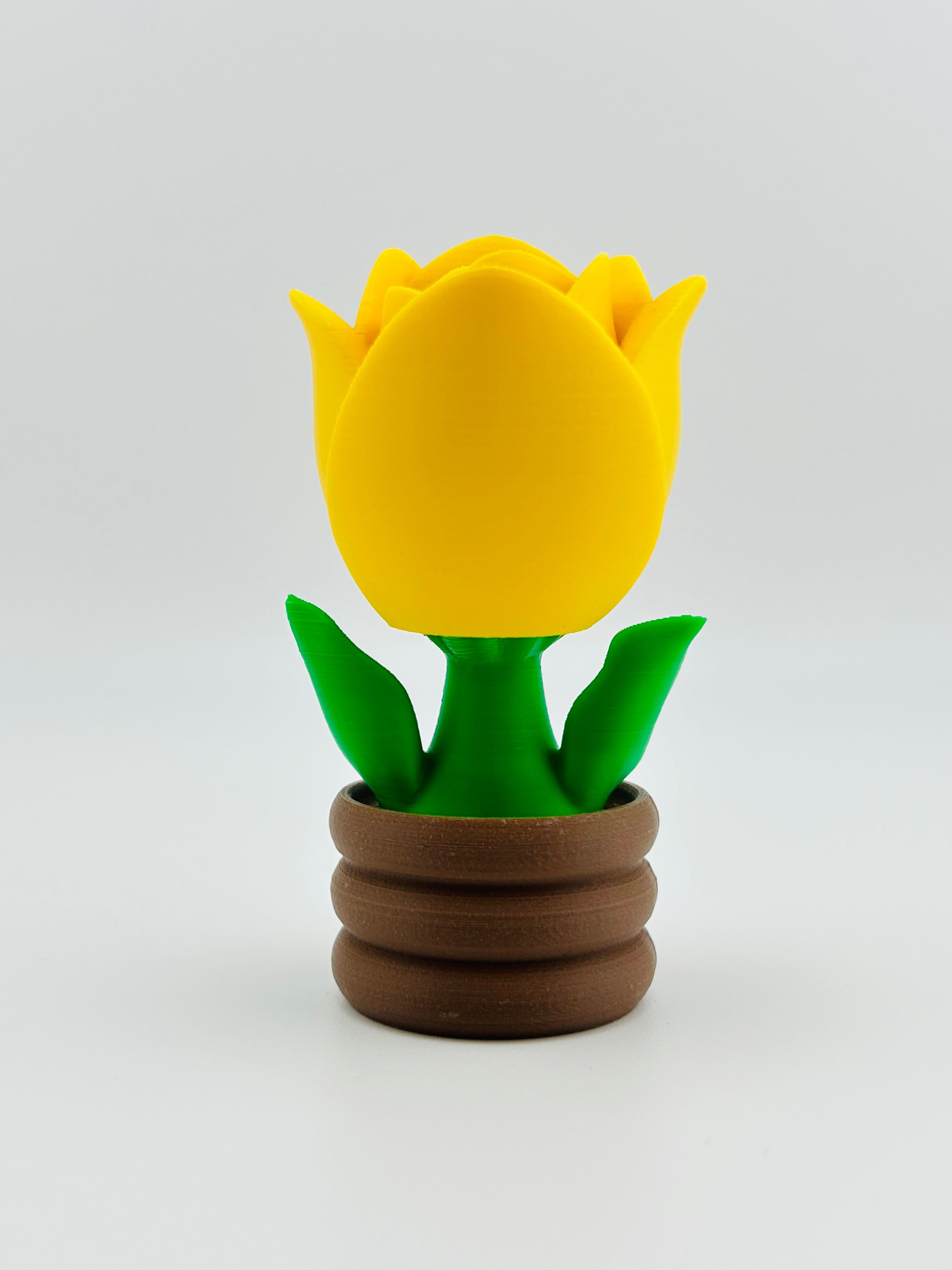 Yellow Tulip